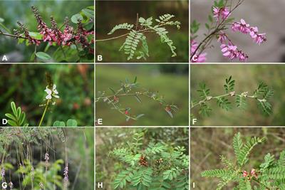 Phylogenomics and plastome evolution of Indigofera (Fabaceae)